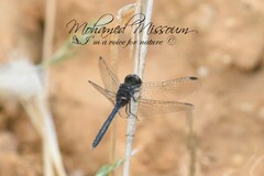 Diplacodes lefebvrii