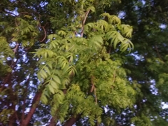 Fraxinus angustifolia
