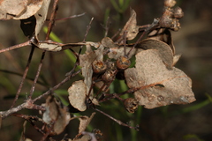 Eucalyptus melanophloia