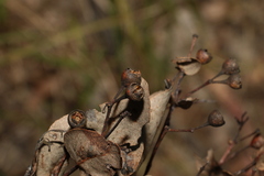 Eucalyptus melanophloia