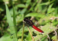 Libellula herculea