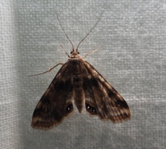 Cataclysta lemnata