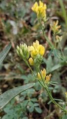 Medicago falcata