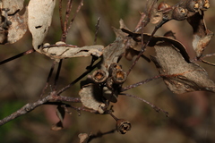 Eucalyptus melanophloia