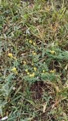 Medicago falcata
