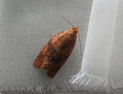 Clepsis neglectana