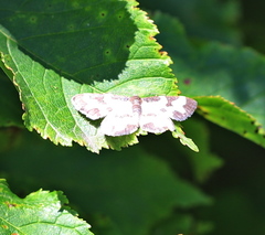 Lomaspilis marginata