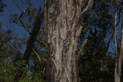 Eucalyptus melanophloia