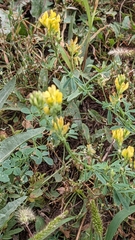 Medicago falcata