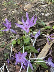 Colchicum × agrippinum
