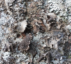 Umbilicaria hirsuta