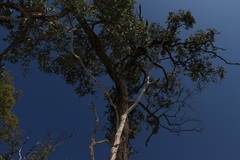 Eucalyptus melanophloia