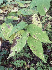 Celtis occidentalis