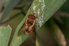 Scaptia auriflua
