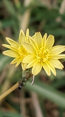 Lactuca serriola