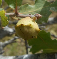 Andricus quercustozae