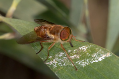 Scaptia auriflua