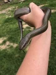 Lycodonomorphus inornatus