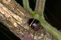Ellipsidion