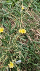 Lactuca serriola