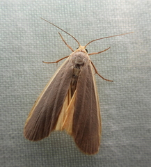 Eilema lurideola