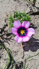 Moraea melanops