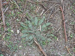 Echium vulgare