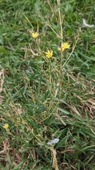 Lactuca serriola