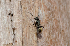 Polyrhachis mjobergi