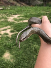 Lycodonomorphus inornatus