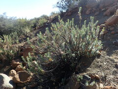 Euryops lateriflorus