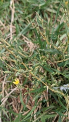 Lactuca serriola