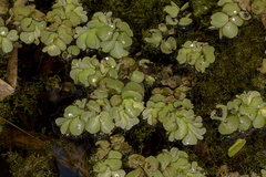 Salvinia molesta