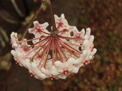 Hoya carnosa
