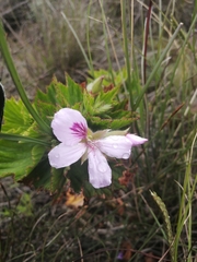 Pelargonium cucullatum strigifolium