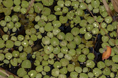 Salvinia molesta