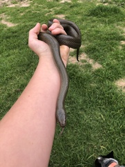 Lycodonomorphus inornatus