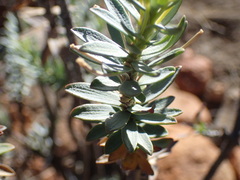 Euryops lateriflorus