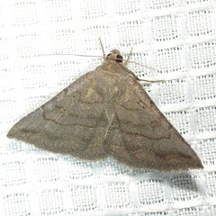 Lesmone griseipennis