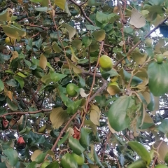 Ziziphus mauritiana