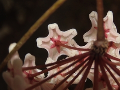 Hoya carnosa