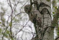 Strix uralensis