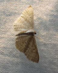 Idaea sylvestraria