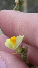 Linaria vulgaris