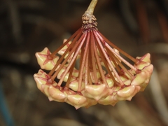 Hoya carnosa