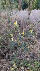 Linaria vulgaris