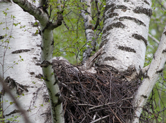 Strix uralensis