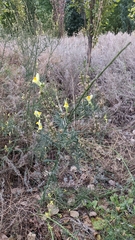 Linaria vulgaris