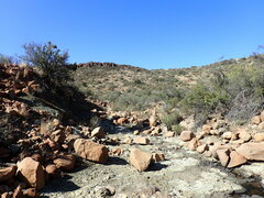 Euryops lateriflorus