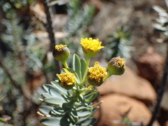 Euryops lateriflorus